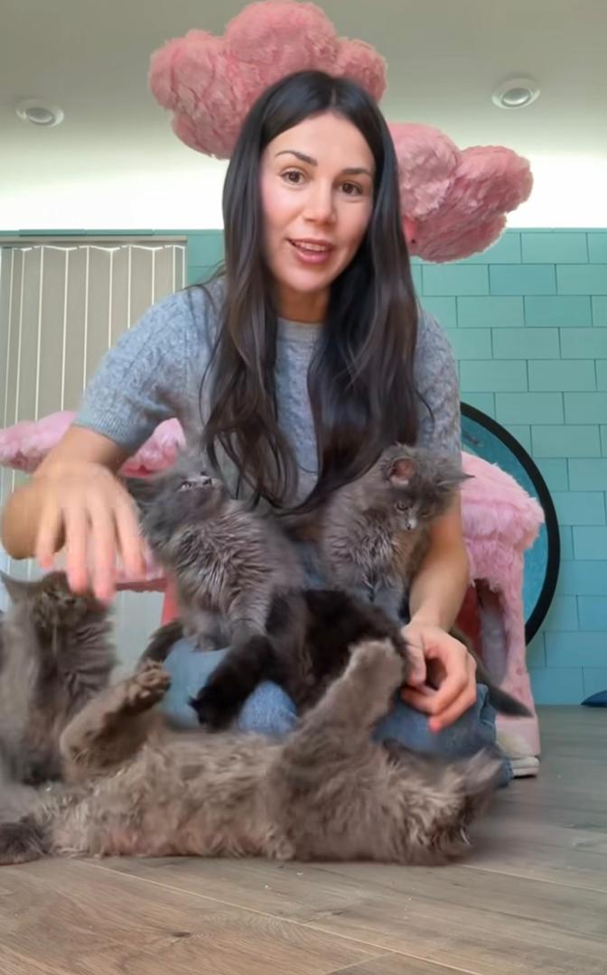 Breeder holding two large silver Maine Coon adults