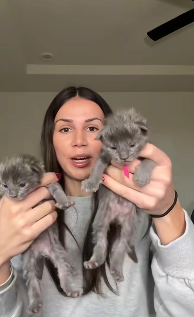 Breeder surrounded by playful Maine Coon kittens