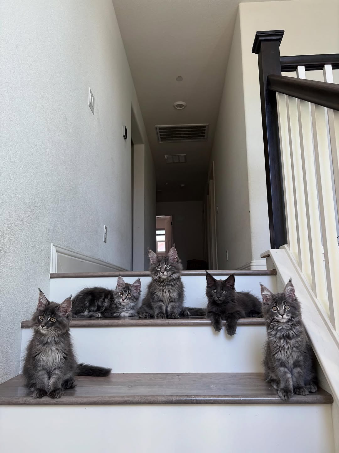 Three adorable Maine Coon kittens sitting on wooden stairs